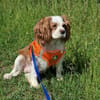 Elsa, süße Cavalier King Charles Hündin
