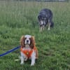 Elsa, süße Cavalier King Charles Hündin