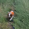 Elsa, süße Cavalier King Charles Hündin