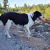 PINO 💕- aktiver junger Hund