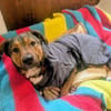 Sharo, dein neuer bester Freund