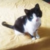ganz toller Kater namens Jerry