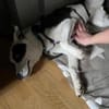 aktive hübsche Panda auf PS 90768
