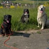 Wunderbare Toffie sucht ihr zuhause