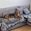 Wer Schenk Anton ~ 1/25 m ein neues Heim