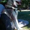 Aladar junger Huskyrüde sucht zuhause