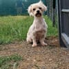 Banan, liebe kleine Seniorin geb.05/2011