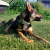 Oatis - der naturverbundene Hundekumpel