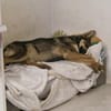 Oatis - der naturverbundene Hundekumpel
