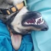 Oatis - der naturverbundene Hundekumpel