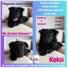 Koksi sucht seine Menschen🐾