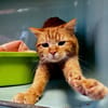 Little [FELV+]