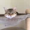 LYNXOU [FIV+]