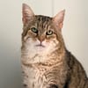 LYNXOU [FIV+]