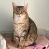 LYNXOU [FIV+]