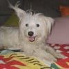 POOKY la pépite