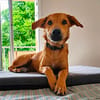 Loki, le plus génial