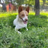 Scout