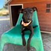 Angel ist ein Traum für jeden Hundebesit