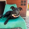 Angel ist ein Traum für jeden Hundebesit