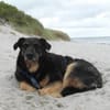 Delta - Frauenhund sucht Plätzchen