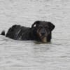 Delta - Frauenhund sucht Plätzchen
