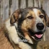 BALDO