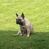 Bella gechillte FrenchyLady