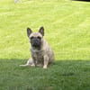 Bella gechillte FrenchyLady