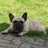 Bella gechillte FrenchyLady