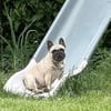 Bella gechillte FrenchyLady