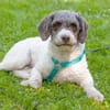 REBECCA, unser Lagotto Romagnolo Mädchen