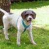 REBECCA, unser Lagotto Romagnolo Mädchen