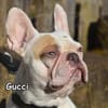 GUCCI