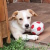 Piet - ruhig und vorsichtig 🐕