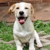 Piet - ruhig und vorsichtig 🐕