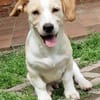 Piet - ruhig und vorsichtig 🐕