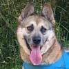 GINO - Pflegeplatz gesucht, Einzelplatz!