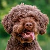 LA-CODY-dufter Typ sucht ruhiges Zuhause