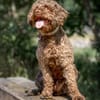 LA-CODY-dufter Typ sucht ruhiges Zuhause