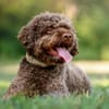 LA-CODY-dufter Typ sucht ruhiges Zuhause