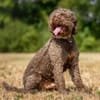LA-CODY-dufter Typ sucht ruhiges Zuhause