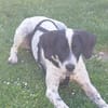 Bubis sucht ein Zuhause