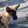 Verspielte Gina🌺 sucht liebe Familie