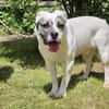 🐾Twix  freundlicher kleiner Wirbelwind