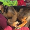 OSCAR-dein Kumpel mit Teddy-Charme