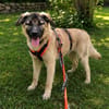 Cody - der Brave sucht Sicherheit