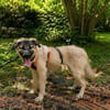 Cody - der Brave sucht Sicherheit