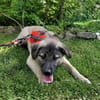 Cody - der Brave sucht Sicherheit