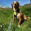 Eddy - kleiner Hund - großes Herz